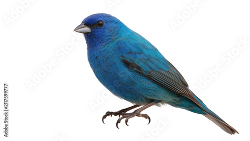Vibrant blue indigo bunting bird perched, isolated on transparent background