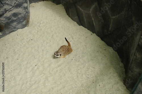 Meerkat exploring sandy enclosure near artificial rocks and log in zoo habitat