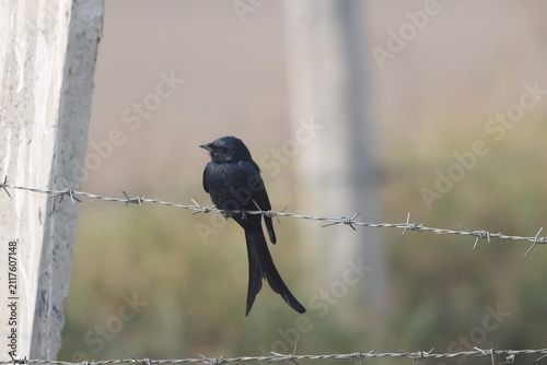 Canvas Print The black drongo (Dicrurus macrocercus albirictus) is a small Asian passerine bird of the drongo family Dicruridae