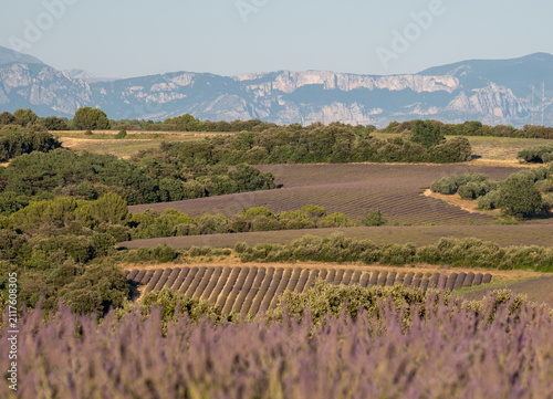 Fragrant Purple Blooming Lavender Growing in Fields on the Valensole Plateau, Provence, France