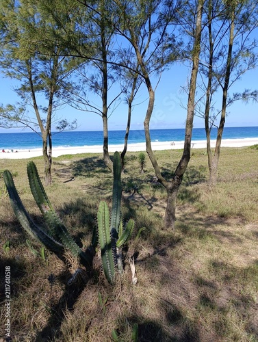 Casuarina - Restinga.