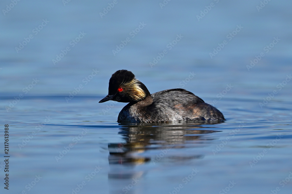 Fototapeta premium Schwarzhalstaucher // Black-necked grebe (Podiceps nigricollis) 