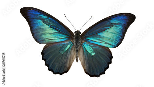 Cuadro en lienzo Iridescent blue morpho butterfly with detailed wings, isolated on transparent ba