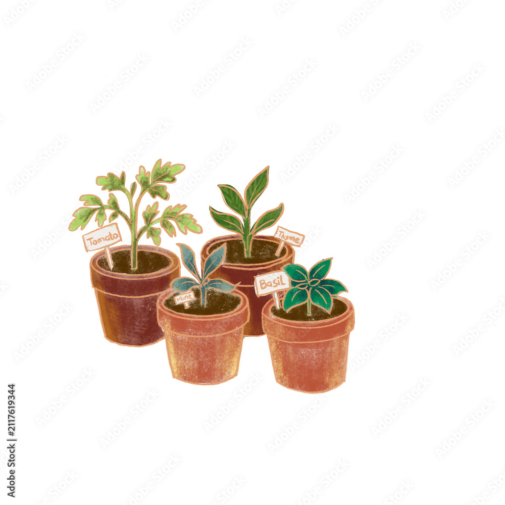 Fototapeta premium Hand drawn illustration of potted herb seedlings with labels tomato mint thyme basil, home garden plant clipart isolated on PNG background