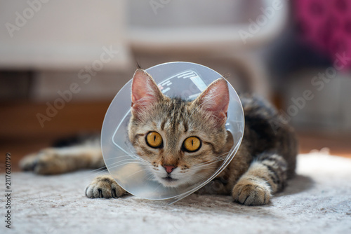 A small tabby kitten in a protective veterinary collar lies on the floor after surgery and looks intently at the camera