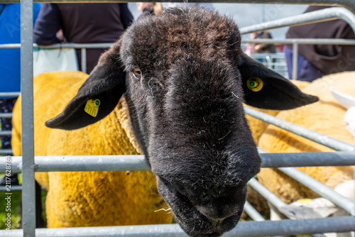 Impressive blackface sheep without horns in County Donegal - Ireland.
