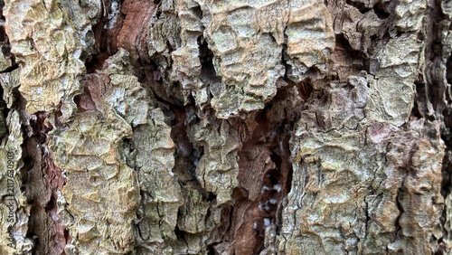 Rough Pine Bark Macro Surface Texture