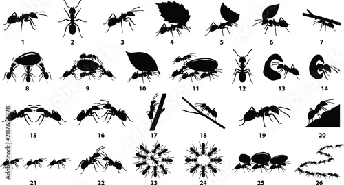 Ant Silhouette Collection with Colony Behavior, Leaf Cutter and Insect Activity Vector Set