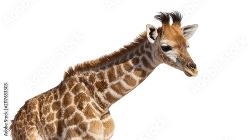 Canvas Print Young giraffe with brown and tan spots, isolated on transparent background
