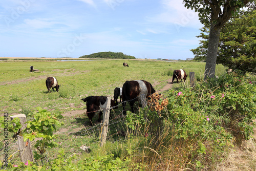 Galloway beef cattle as “eco-lawnmowers,” they are designed to prevent the area from becoming overgrown and to create space for light-loving plants (Johannistal, Schleswig-Holstein, Germany)