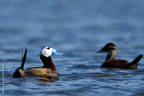 Weißkopf-Ruderente // White-headed duck (Oxyura leucocephala) - Spanien