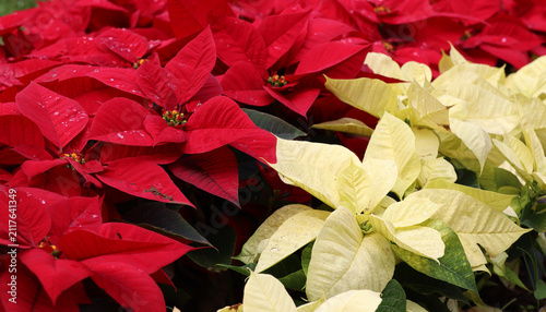Red and white Poinsettia (Euphorbia pulcherrima) a commercially important flowering plant widely used in Christmas floral displays (Tenerife, Spain)