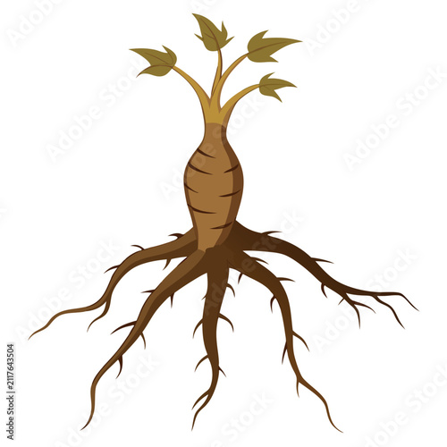 Gnarled salsify root isolated on white background