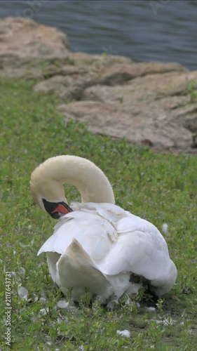 Mute Swan (Cygnus olor) adult on land preening its feathers. July, Kent, UK. [Half speed] Vertical