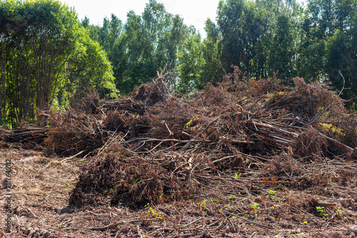 Large pile of cut brush and tree branches cleared from a construction site, heaps of discarded wood debris lying on dry soil near a green forest background under bright sunlight