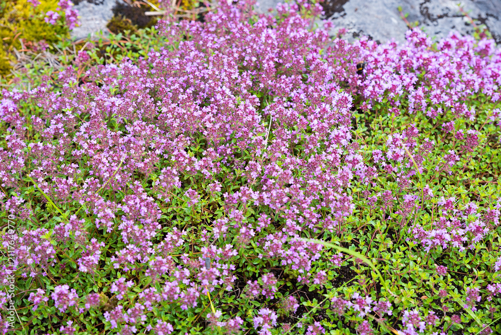 Fototapeta premium Carpet of purple blooming thyme in the mountains