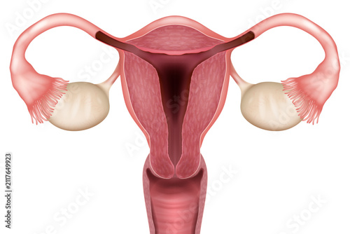 Female Reproductive System Anatomy with Uterus Ovaries and Fallopian Tubes Medical Illustration. Human Uterus Anatomy Cross Section. Normal Female Pelvic Anatomy