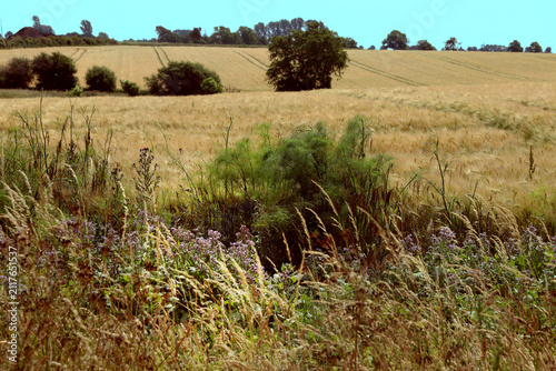 Flower strips with fennel and borage to naturally reduce the number of pests in adjacent grain fields - an example of biodiversity conservation in Schleswig-Holstein, Germany