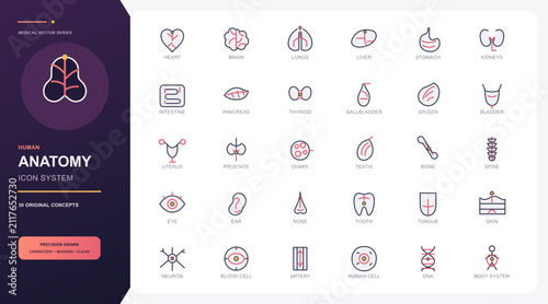 Human Anatomy and Internal Organ Editable Outline Icons