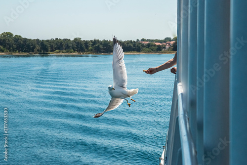 Seagull in flight over the sea in Greece.