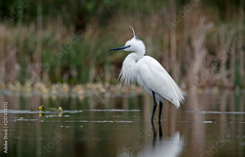 Little white egret preening on the river