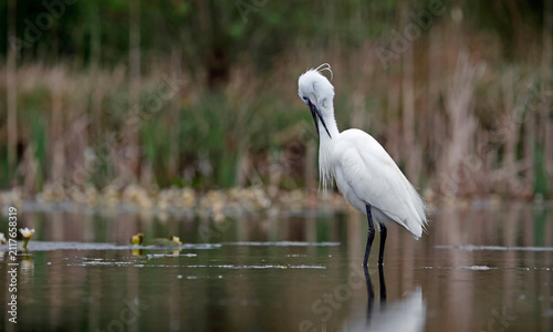 Little white egret preening on the river