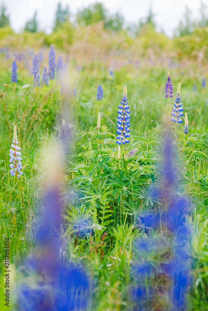 Obraz premium Lupin (Lupinus polyphyllus) blooming field with green foliage in summer