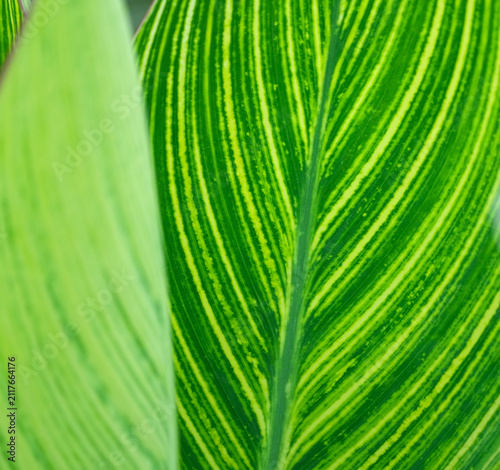 close up on green leaf texture background