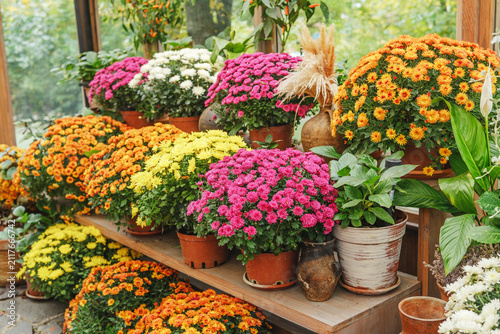 Fotografía Assortment of colorful potted mums displayed on wooden shelves in a sunlit greenhouse