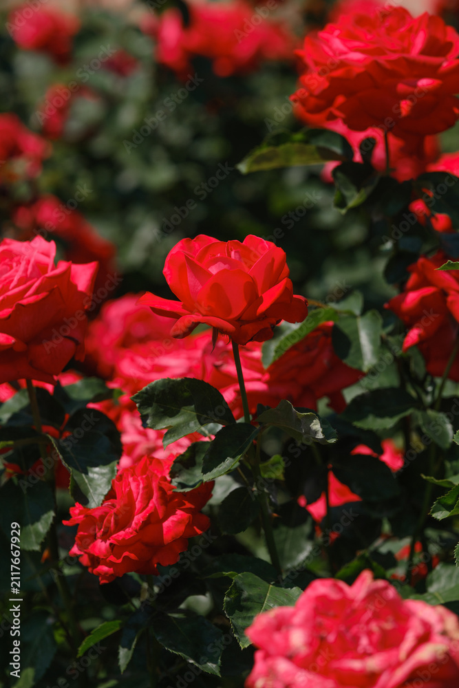 Obraz premium Vibrant red roses blooming in a lush garden during springtime