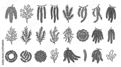 Hand Drawn Umi Budou Sea Grapes Black Line Art Vector Set for Japanese Food Packaging