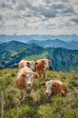 Herd of cows grazing on a lush mountain pasture with panoramic Alpine peaks and dramatic clouds in the background. Oberstaufen-Steibis, Allgäu, Bavaria, Germany