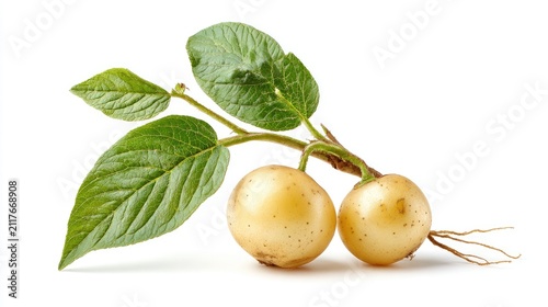 Fresh golden potatoes with leaves isolated on white background