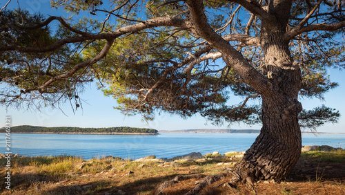 Картината върху платно Bay of Banjol on island of Rab