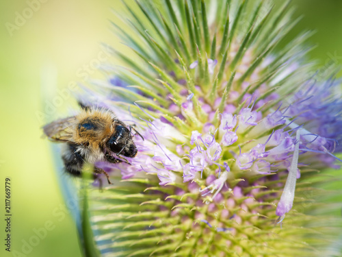 Fotografie bumblebee on a flower, wild teasel, fuller's teasel, Dipsacus fullonum, close-up