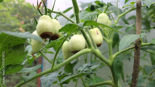 Green tomato fruits affected by blossom-end rot. Characteristic dry, necrotic, dark-brown spots are visible on the lower parts of the tomatoes, caused by calcium deficiency and poor watering.