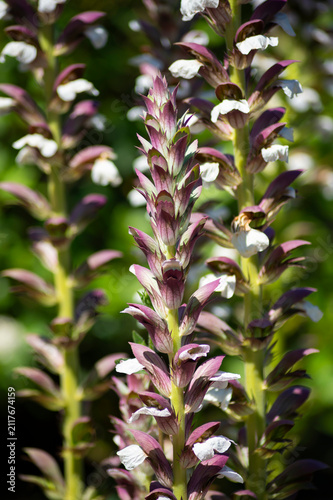 A close-up view shows tall flowering spikes of bear's breeches, Acanthus mollis, in bloom. The botanical composition highlights purple bracts and white flowers in daylight.