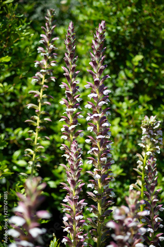 Photography Bear's breeches Acanthus mollis flower spikes bloom outdoors in bright sunlight