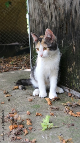 An adorable calico kitten sits on a concrete surface near an old wooden wall. The little one, with a white chest and reddish-black spots, looks thoughtfully away among the dry autumn leaves.