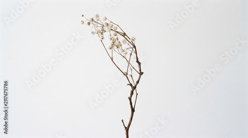 Dried Wildflower Stem Minimalist Botanical Decor