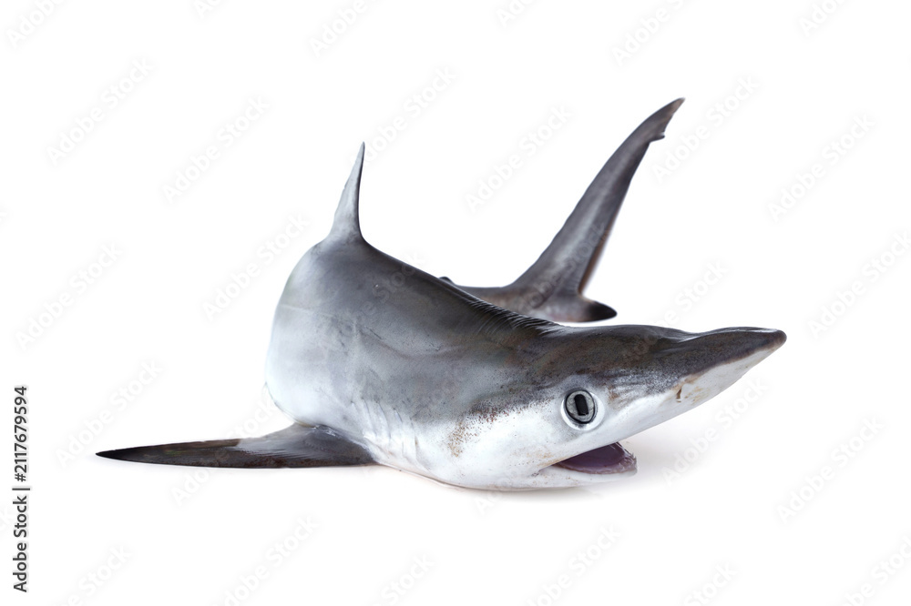 Fototapeta premium Tropical marine fish seafood ingredient from Thailand coastal fishery. Fresh small Spottail Shark - Carcharhinus sorrah isolated on white background.