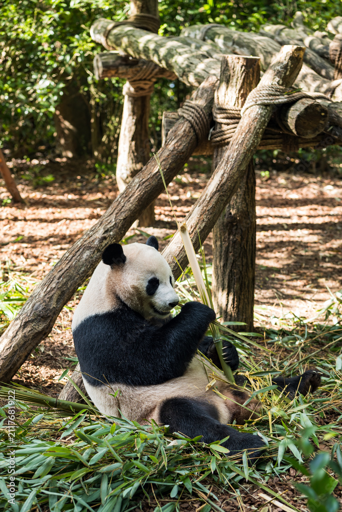 Obraz premium Giant panda eating bamboo at Dujiangyan Panda Valley, Chengdu, China. Sunlit forest enclosure, wildlife conservation, endangered species, nature, and panda reserve.