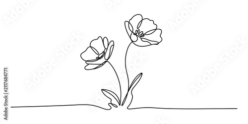 Photography Two poppy flowers in a continuous single line drawing style