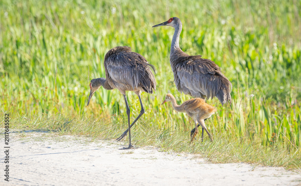 Obraz premium Sandhill Crane family foraging for insects in Orlando wetlands at Cape Canaveral Space Center.