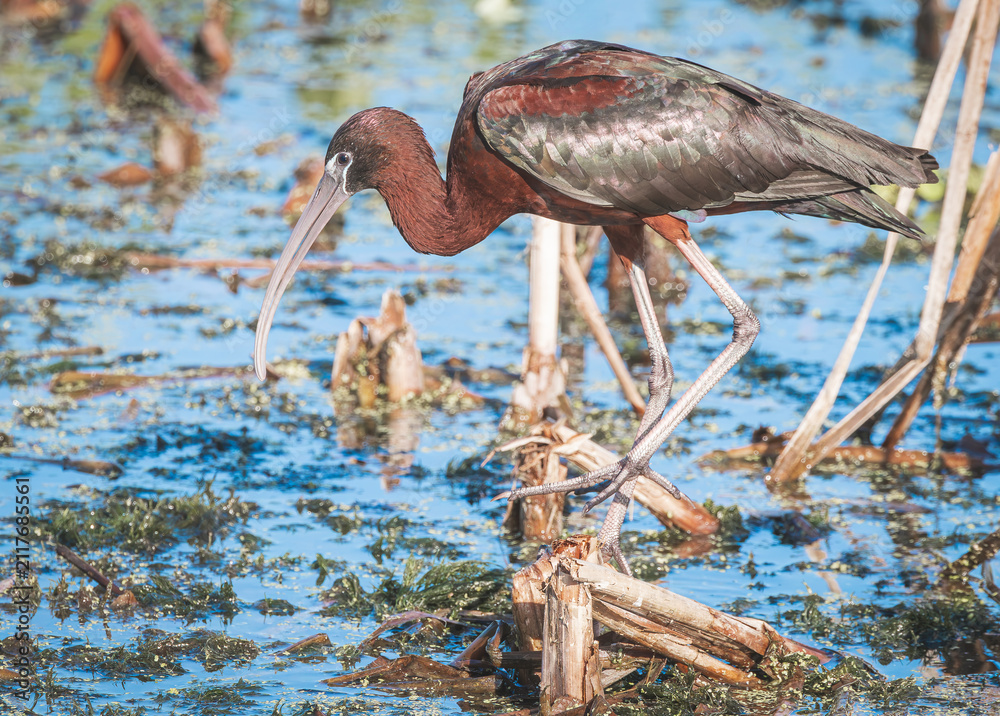 Obraz premium Glossy Ibis using its long curved bill to forage for insects and snails in the mud at Orlando wetlands in Florida.