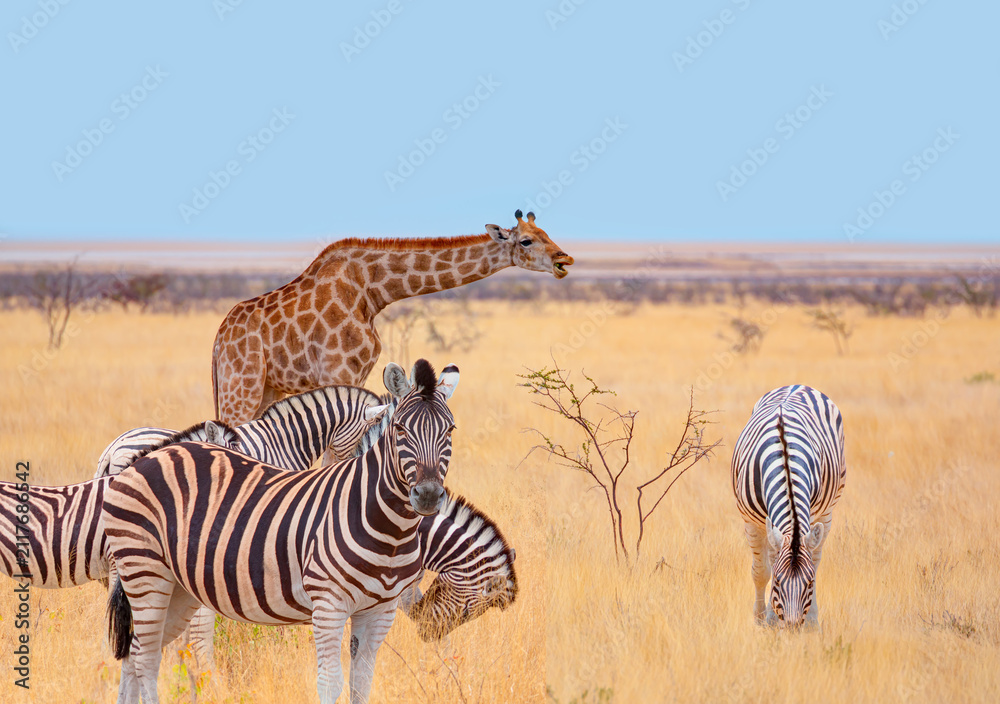 Obraz premium A group of zebras standing among the yellow grass in Etosha National Park in Namibia, in the African savannah, during a safari - Etosha National Park, Namibia