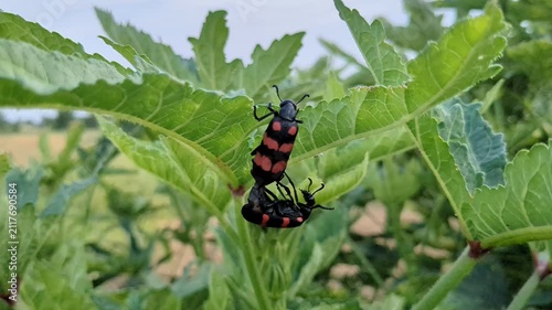 Red and Black Blister Beetles Mating on Green Plant Leaf - Close-Up Macro Wildlife Photography
