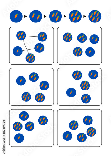 Blue and orange circles illustrating connection patterns in sequence  