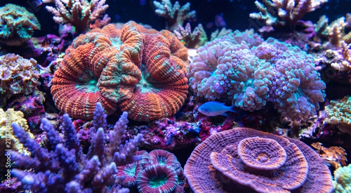 coral reef in the sea