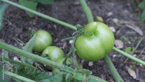 Deformed Green Tomato